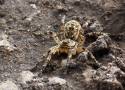 Trzy nowe pająki straszą Europę. Włochaty i agresywny dotarł już także do Polski