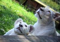 15. urodziny Zoo Borysew w sobotę 12 sierpnia. Czeka moc atrakcji Jakie? ZDJĘCIA