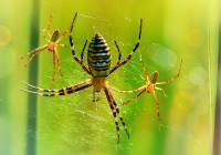 Sezon na pająki w pełni. Jak odstraszyć je od domu? 