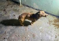 Malwina W. skazana na karę więzienia za zagłodzenie psów w ciepłowni w Głuszycy