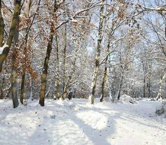 Park Kościuszki otulony białym puchem 