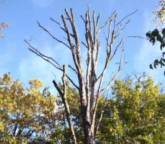 Wycinka 33 drzew w Toruniu. Chodzi o bezpieczeństwo