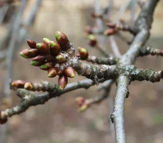 Pierwsze oznaki wiosny w Radomiu! Na drzewach pojawiły się pąki, kwitną przebiśniegi