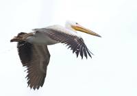 Pelikan obieżyświat odwiedził Dolinę Dolnej Skawy. To rzadki gość w Polsce