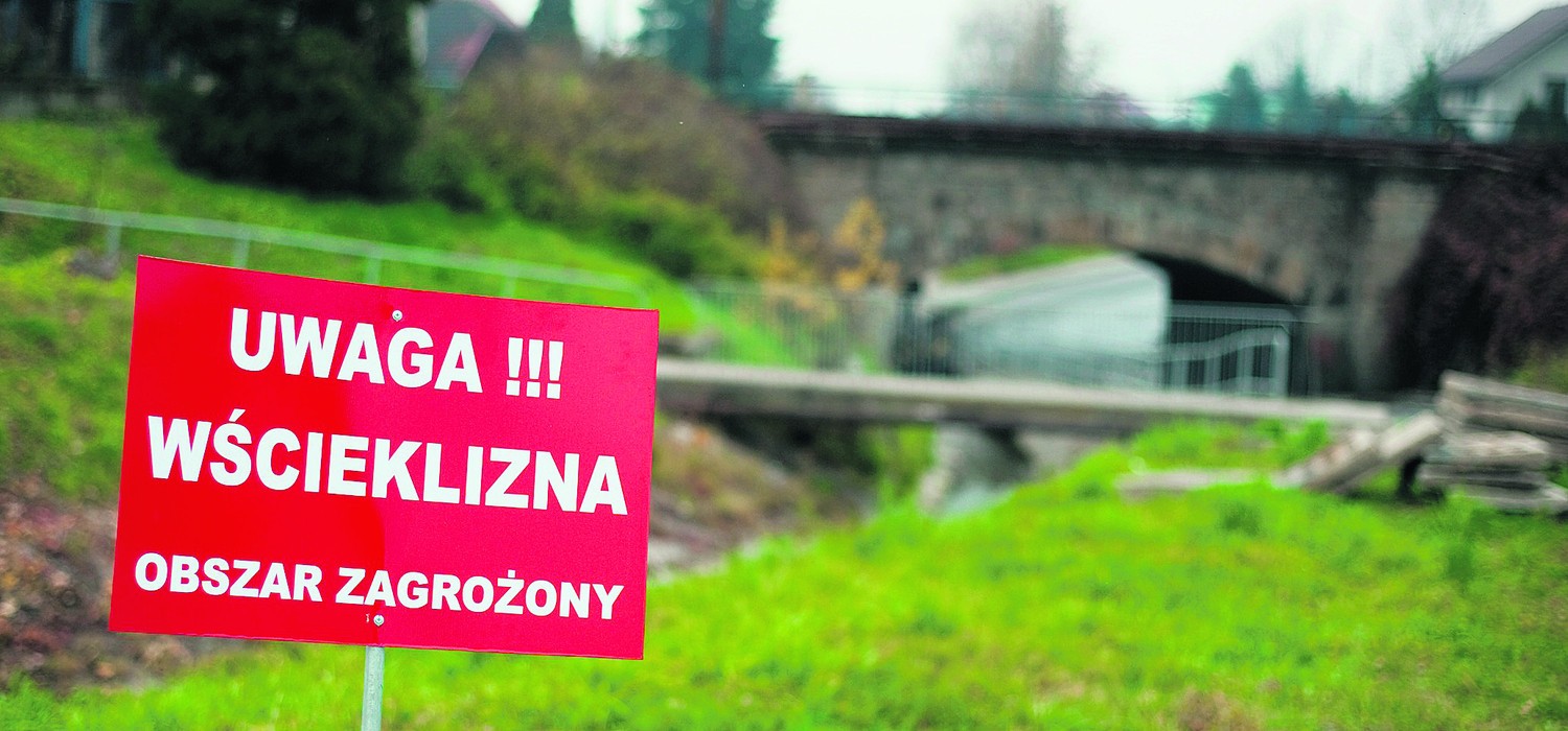Pod koniec ubiegłego roku w Małopolsce zdiagnozowano ponad sto przypadków wścieklizny