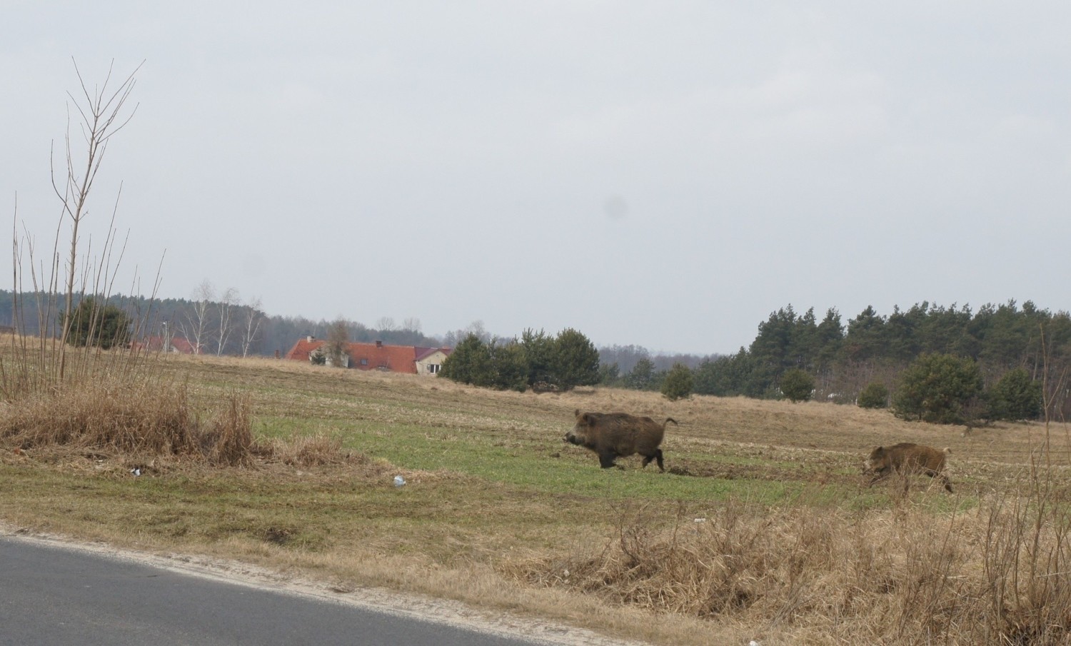 Z rąk myśliwych zginie ponad 2 tys