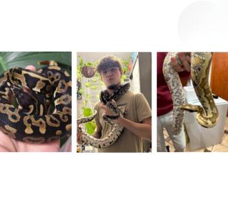 Gnieźnianin hoduje w mieszkaniu ponad 20 węży! Wśród nich… wąż boa i pyton [FOTO]