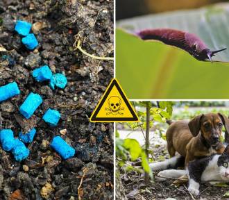 Uważaj na niebieskie granulki na ślimaki! Mogą zabić twojego psa lub kota