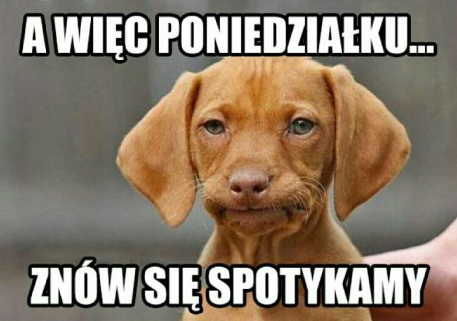 Żaden dzień tygodnia nie jest przez nas tak nielubiany jak poniedziałek