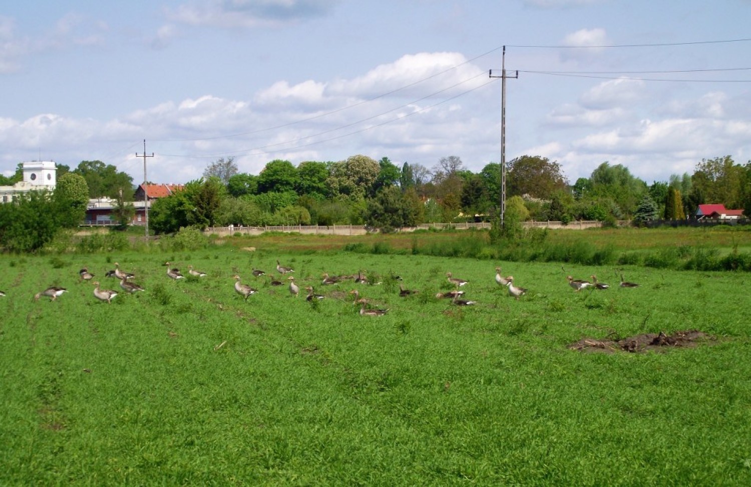 Ścieżka rowerowa Zbąszyń - Nowa Wieś Zbąska - Zbąszyń 17 maja 2020