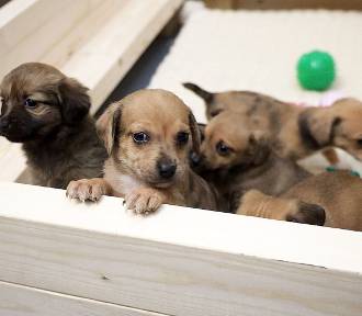 Te pieski i kotki czekają na adopcję w legnickim schronisku, aktualne zdjęcia