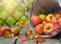 Owoce od małopolskiego rolnika. Ile kosztują owoce sezonowe takie jak jabłka, gruszki i śliwy? Skarby e-bazarku