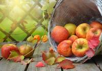 Owoce od rolnika. Ile kosztują owoce sezonowe takie jak jabłka, gruszki i i śliwy?