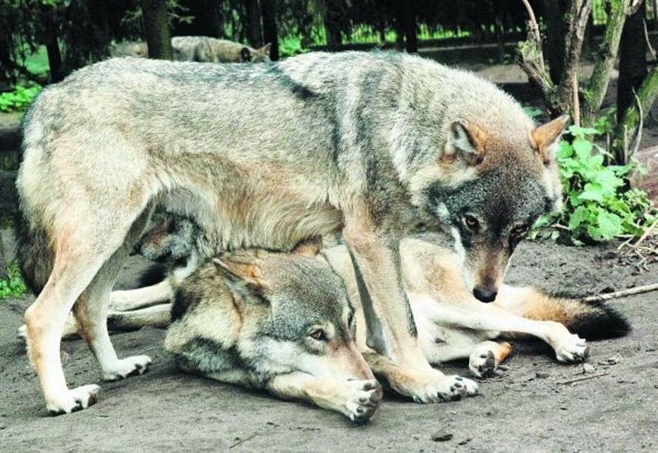 Wilki dożyją w Stobnicy swoich dni - obiecują naukowcy