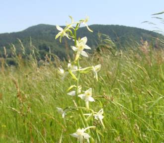 Lubisz storczyki? Poznaj piękne i dzikie polskie orchidee