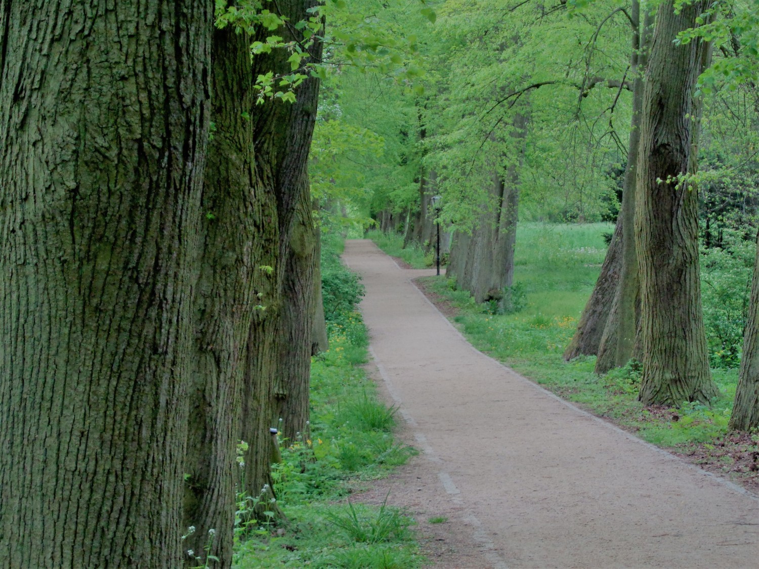 Gołuchowski park wiosennie. Zobacz, jak pięknie się prezentuje