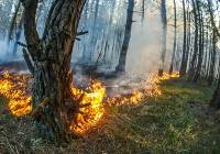 Rośnie zagrożenie pożarami w lasach. W Lubuskiem mapa też świeci się na czerwono 