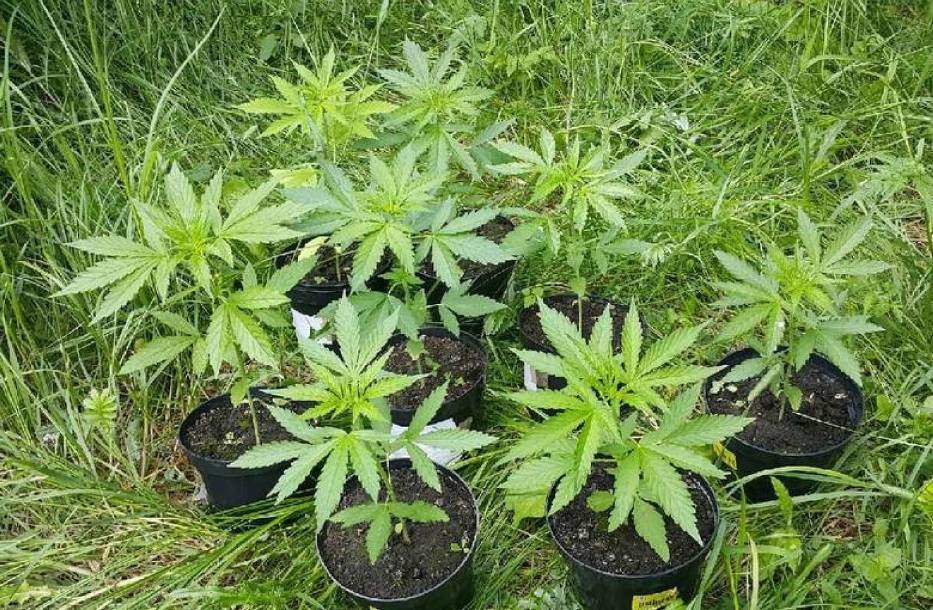 Warmińsko-mazurskie: Narkotyki w doniczkach uprawiał na polach