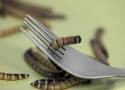 Czy jedzenie robaków jest bezpieczne? Ludzie nie wiedzą, czym to może się skończyć. Te osoby nie powinny sięgać po jadalne robaki