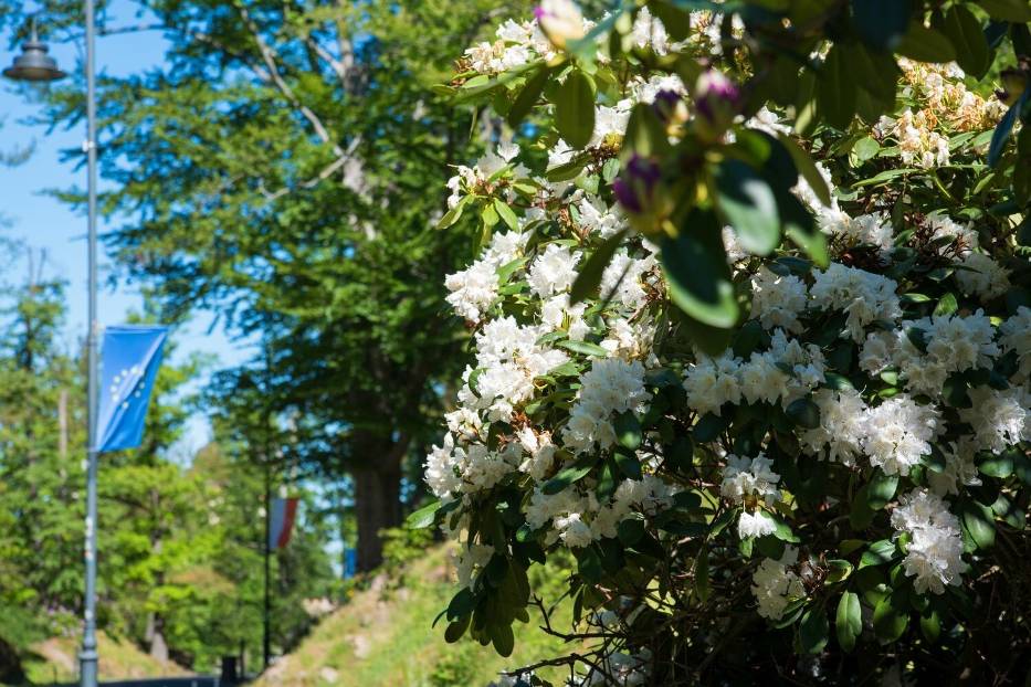 Park Książański kwitnie tysiącami kwiatów. To stuletnie różaneczniki - zobaczcie zdjęcia