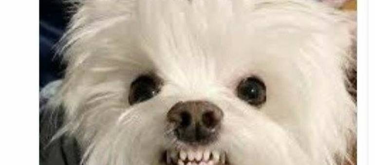 Memy po meczu Polska - Malta. Łysy z Malty pokazał naszym, jak się gra w piłkę