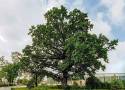 Drzewo Roku 2024. Białołęcki dąb Robert walczy o tytuł. Można już głosować na 350-letni pomnik przyrody 