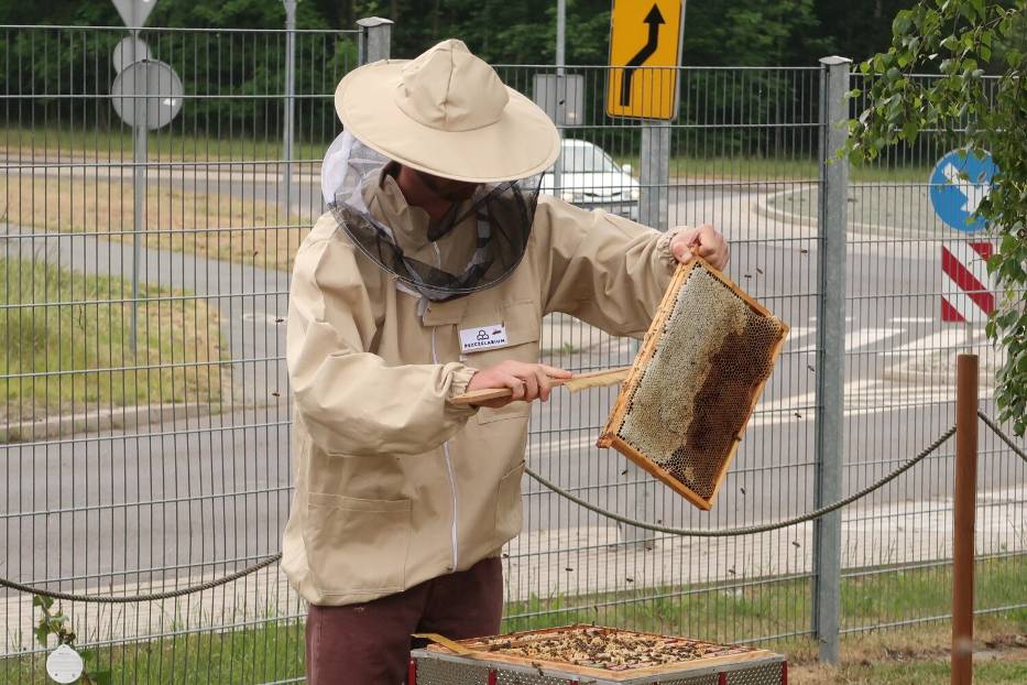 Miodobranie 2024 w miejskiej pasiece w Wałbrzychu: Ule z odzysku, a w nich pracowite pszczoły - zobaczcie zdjęcia