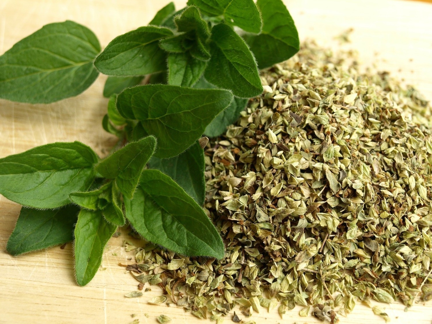 Oregano (lebiodka)