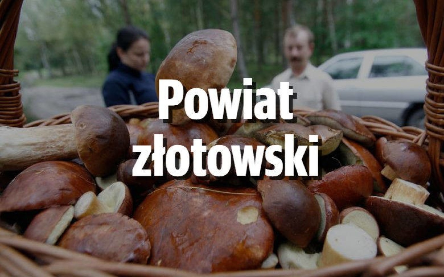 ParuszkaMeldunki z lasów w tych okolicach mówią głównie o kurkach i krawcach