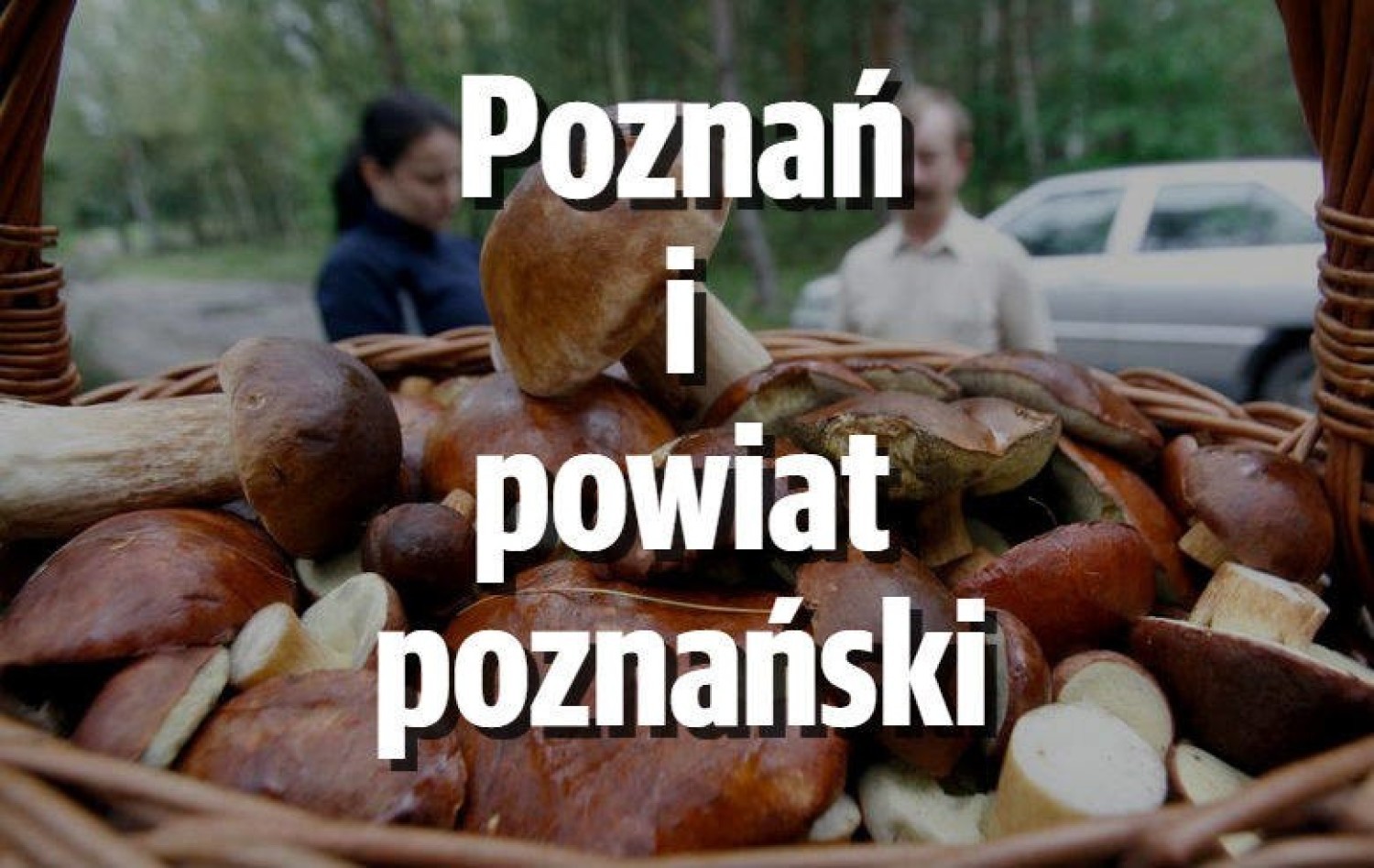 PoznańW poznańskich lasach pojawiły się już borowiki, podgrzybki, koźlaki i maślaki