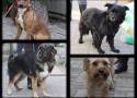 Podaruj dom psom ze schroniska w Łodzi. Te psiaki czekają na swoje nowe rodziny w łódzkim schronisku 