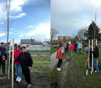 Mieszkańcy Strzępinia dbają o swoją wieś. Wspólnie posadzili nowe drzewa