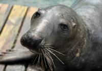 Ulubieniec Zoo Borysew - foka Dawid obchodził urodziny ZDJĘCIA