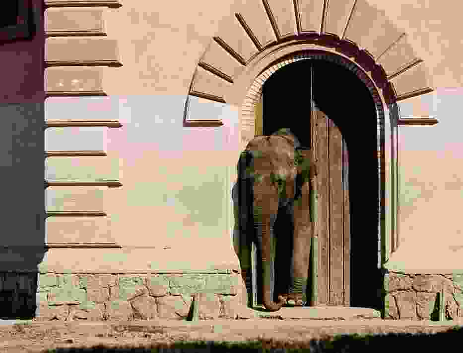 Ciekawe, co Birma na to, że gotuje dla niej sam szef zoo