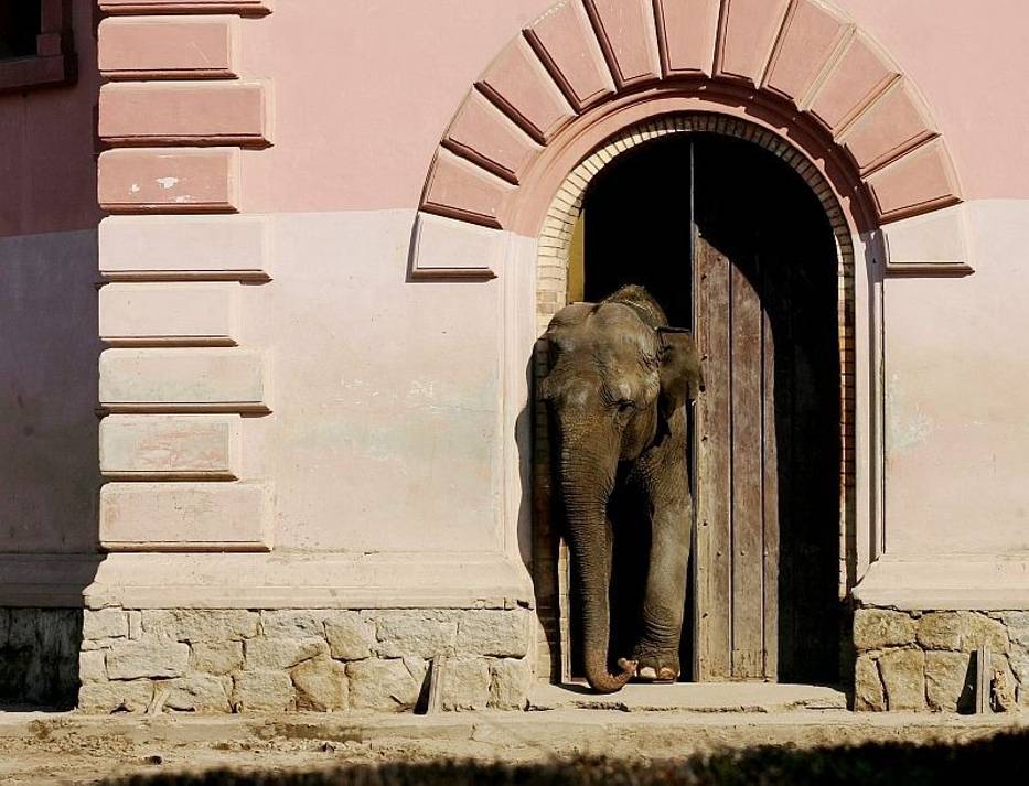 Ciekawe, co Birma na to, że gotuje dla niej sam szef zoo