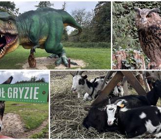 Pomysł na szybką wycieczkę z Głogowa. Odwiedzamy ZOO i Park Dinozaurów w Lubinie