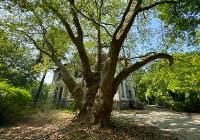 Drzewo Roku 2024. Cztery wyjątkowe drzewa rosnące na Dolnym Śląsku walczą o tytuł