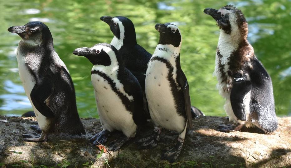 Znalezione obrazy dla zapytania łodzkie ZOO zdjęcia