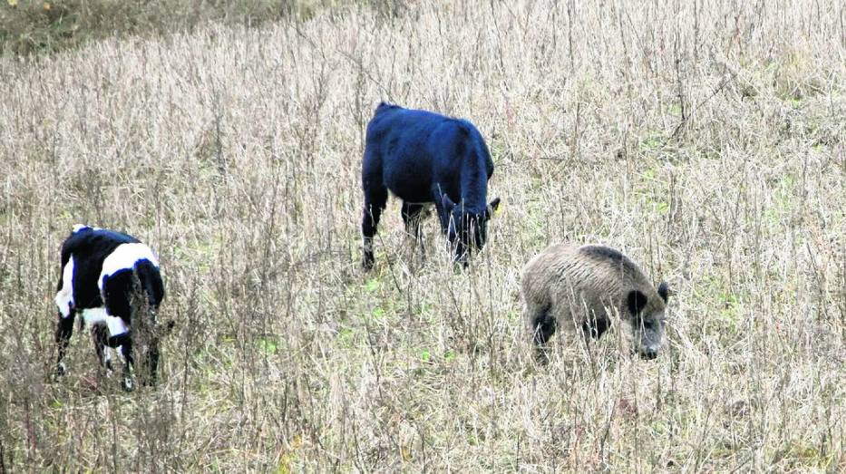 Kilka lat temu sensację wzbudził dzik z okolic Szczecinka, który zaprzyjaźnił się ze stadem krów i pasł się z nimi na łące pod lasem