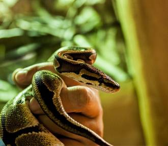 Pyton tygrysi się nie znalazł, ale jest inny wąż. Policjanci złapali go na Woli