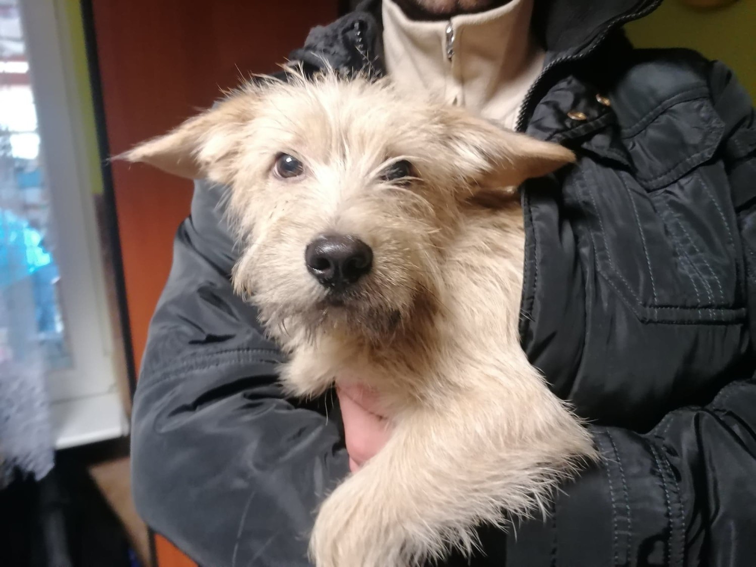 Schronisko w Wałbrzychu psy do adopcji