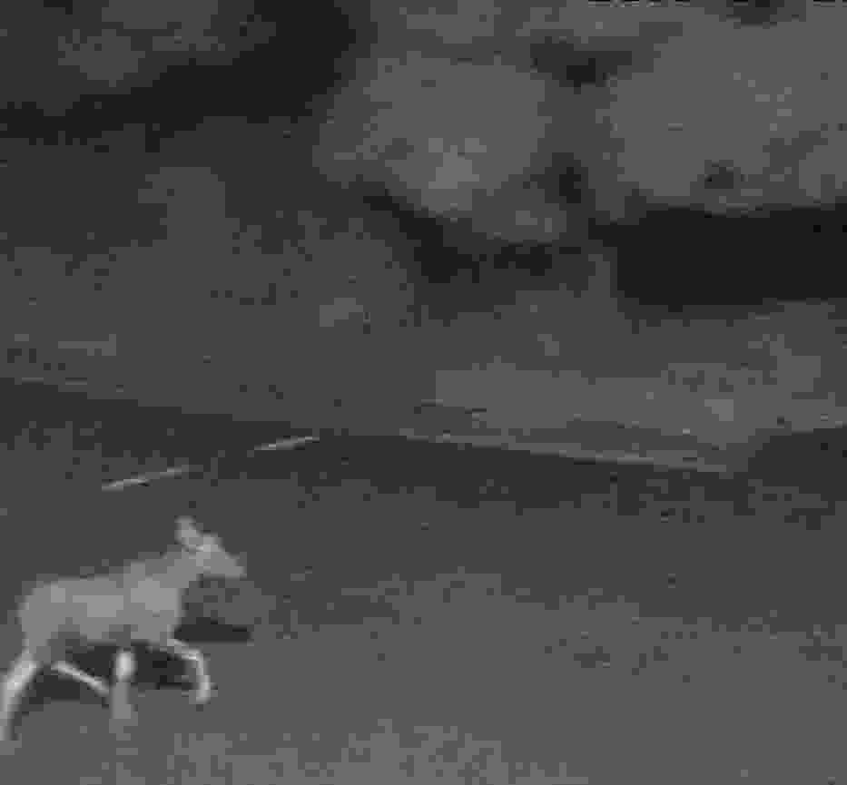 Łoś na ulicach Olsztyna. Zwierzę wciąż na wolności