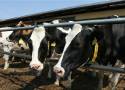 Małopolscy rolnicy zrezygnują z hodowli zwierząt? Zaskakujący raport