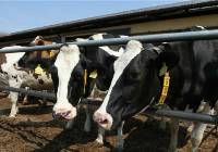 Małopolscy rolnicy zrezygnują z hodowli zwierząt? Zaskakujący raport