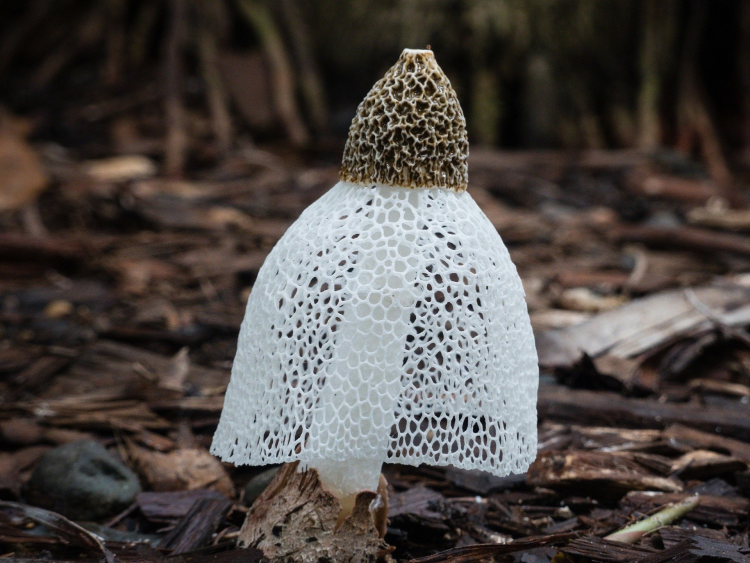 Phallus indusiatus