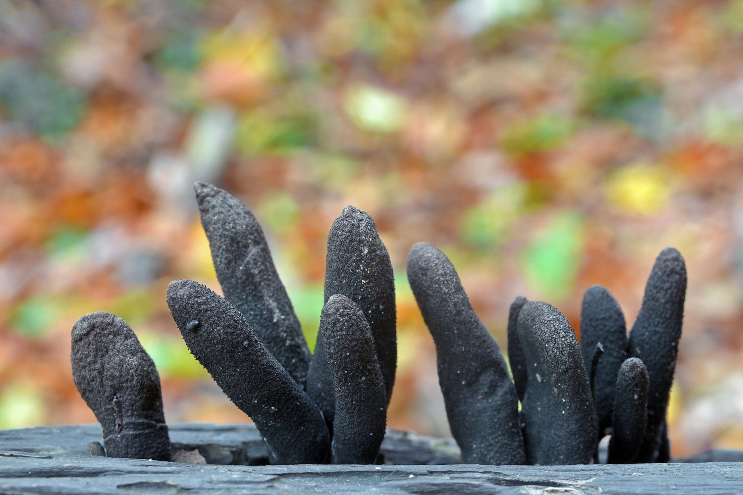 Próchnilec maczugowaty (Xylaria polymorpha)