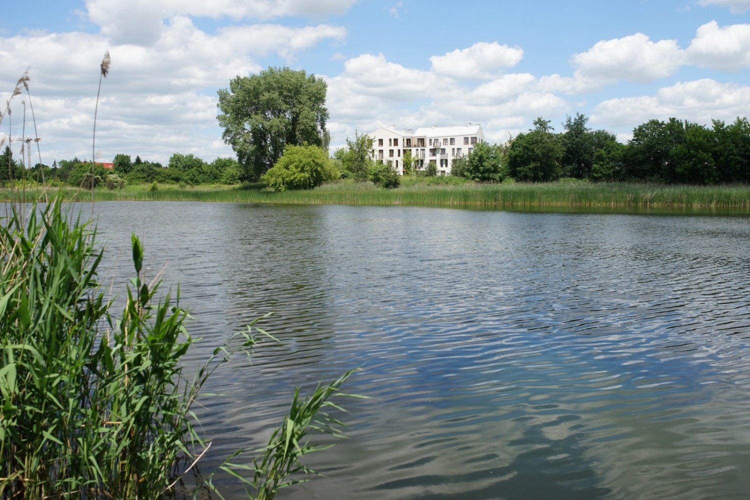 Staw Płaszowski