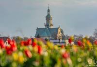 Holandia? Nie, to Gliwice! Co roku pola w Ostropie usłane są tulipanami. ZDJĘCIA