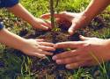 Akcja #sadziMY 2022. Darmowe sadzonki drzew do odebrania w nadleśnictwach w Oleśnicy i Sycowie