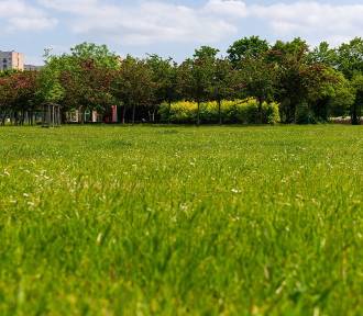 Poznań ogranicza koszenie traw w przestrzeni miejskiej. Wprowadzono strefowanie